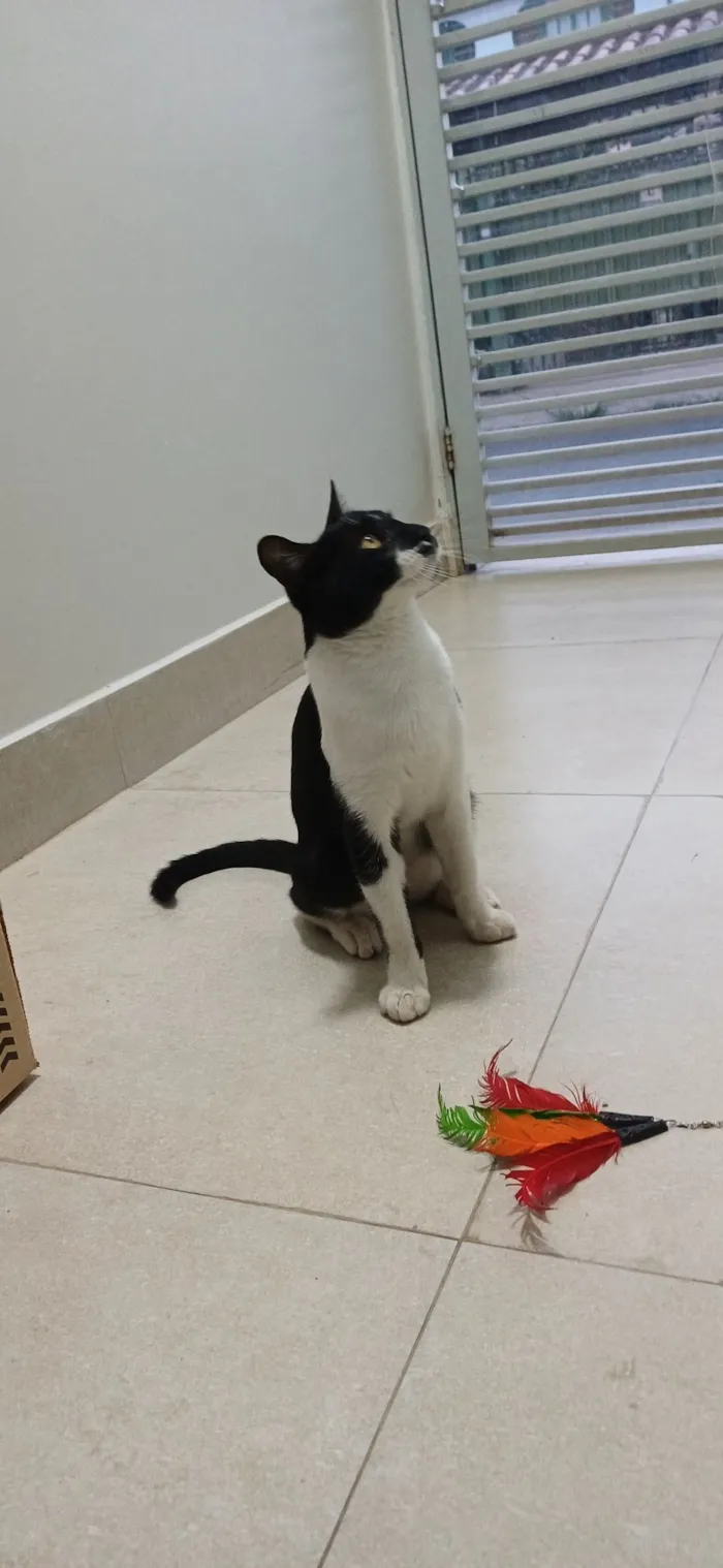Gato raça SRD-ViraLata idade 7 a 11 meses nome Chico