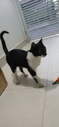 Chico