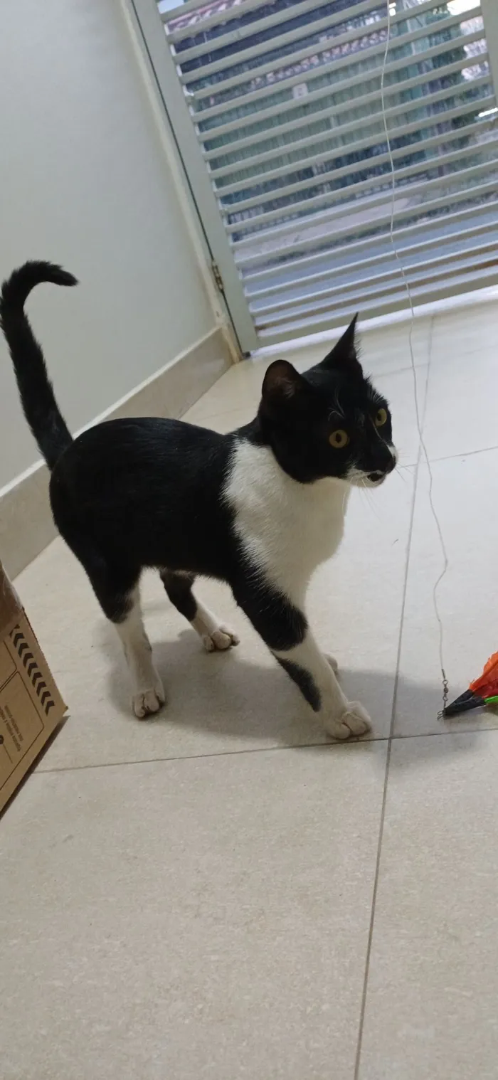 Gato raça SRD-ViraLata idade 7 a 11 meses nome Chico