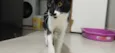 Chico