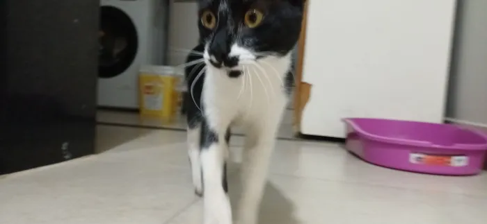 Gato raça SRD-ViraLata idade 7 a 11 meses nome Chico
