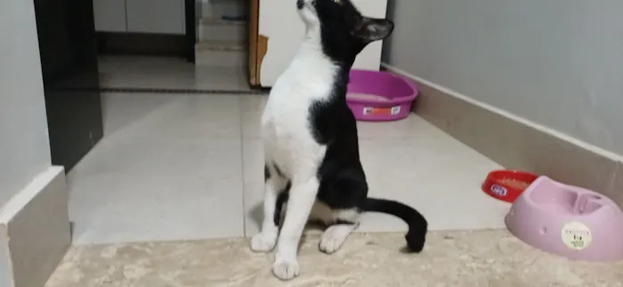 Gato raça SRD-ViraLata idade 7 a 11 meses nome Chico