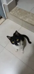 Chico