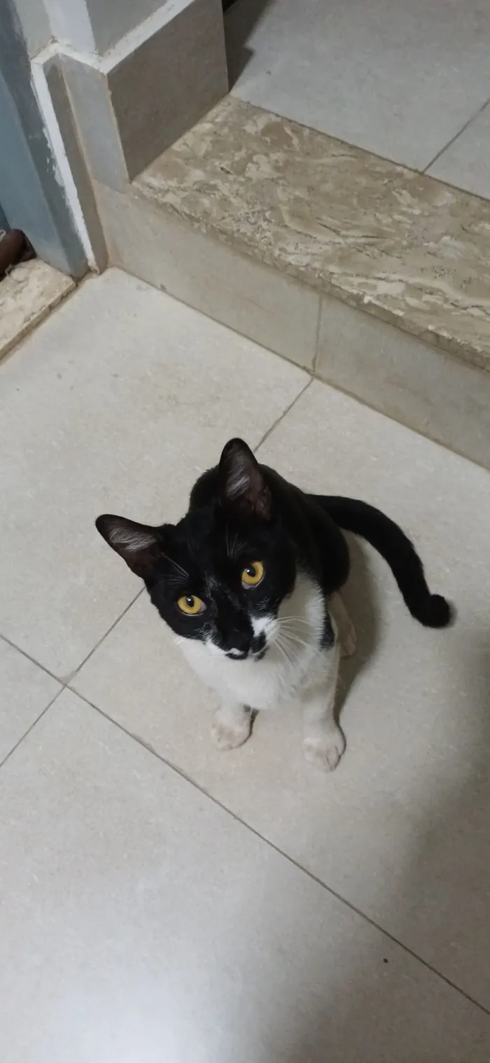 Gato raça SRD-ViraLata idade 7 a 11 meses nome Chico