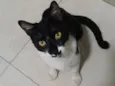 Chico
