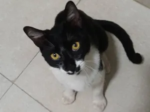 Gato raça SRD-ViraLata idade 7 a 11 meses nome Chico