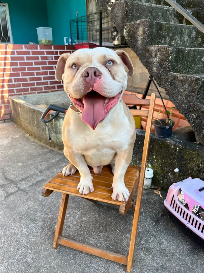 Cachorro raça Americam bully idade 2 anos nome Thor