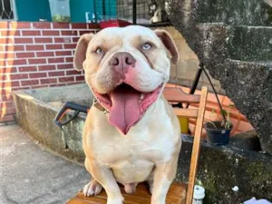Cachorro raça Americam bully idade 2 anos nome Thor