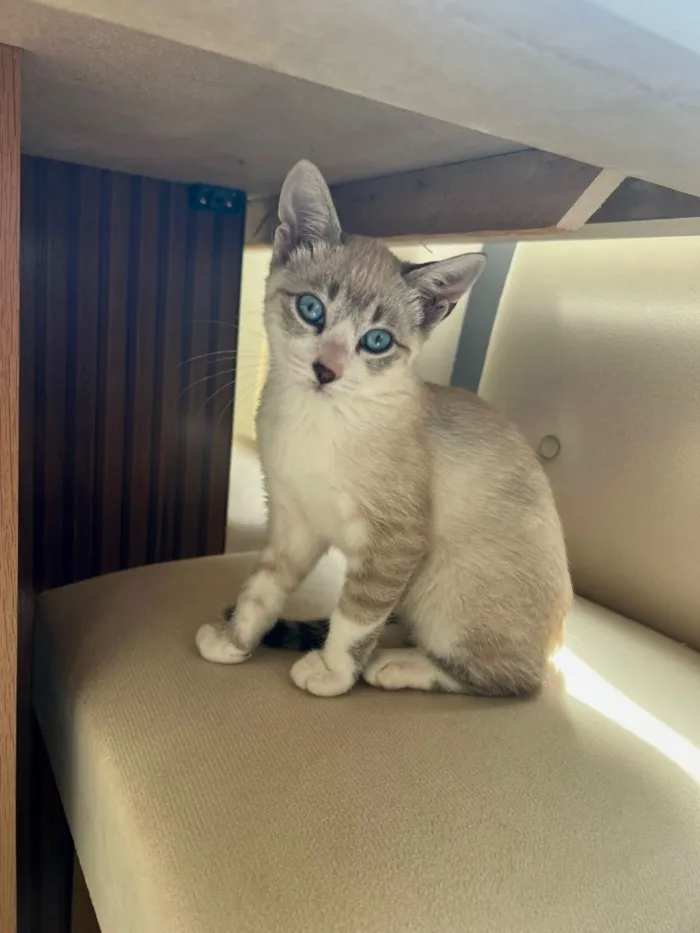 Gato raça SRD-ViraLata idade 2 a 6 meses nome Lola