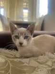 Lola
