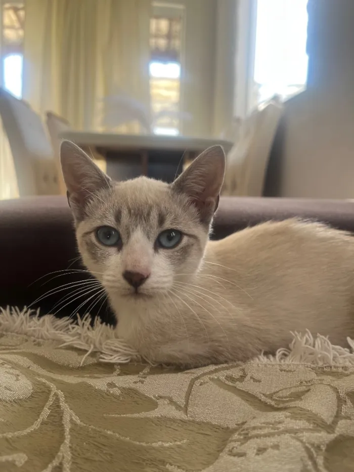 Gato raça SRD-ViraLata idade 2 a 6 meses nome Lola