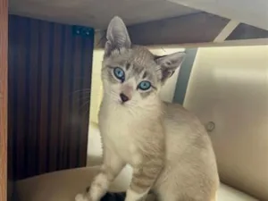 Gato raça SRD-ViraLata idade 2 a 6 meses nome Lola