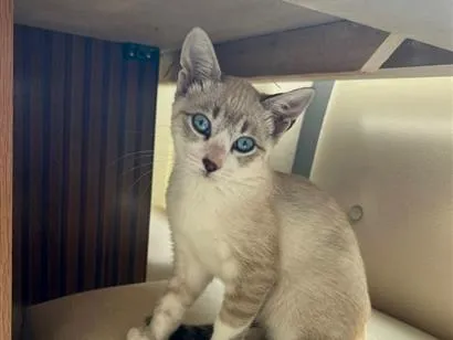 Gato raça SRD-ViraLata idade 2 a 6 meses nome Lola