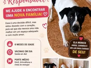 Cachorro raça SRD-ViraLata idade 2 a 6 meses nome Dora
