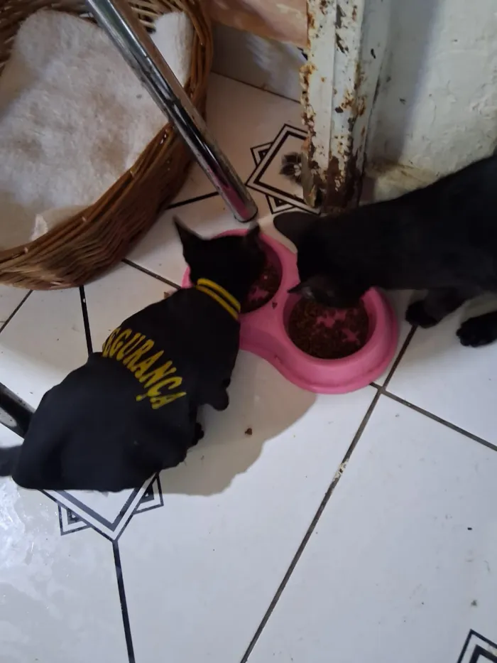 Gato raça SRD-ViraLata idade 2 a 6 meses nome Arthurs,Porthus e Aramis 