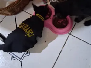 Gato raça SRD-ViraLata idade 2 a 6 meses nome Arthurs,Porthus e Aramis 