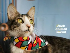 Gato raça SRD-ViraLata idade 1 ano nome Kyle