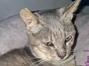 Gato raça SRD-ViraLata idade 2 a 6 meses nome gris