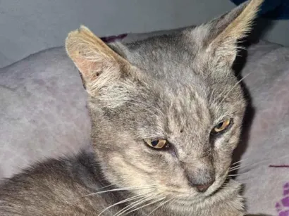 Gato raça SRD-ViraLata idade 2 a 6 meses nome gris