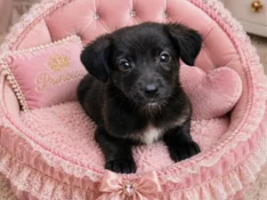 Cachorro raça SRD-ViraLata idade 2 a 6 meses nome Branca de Neve