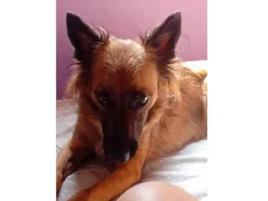 Cachorro raça SRD-ViraLata idade 4 anos nome Angel