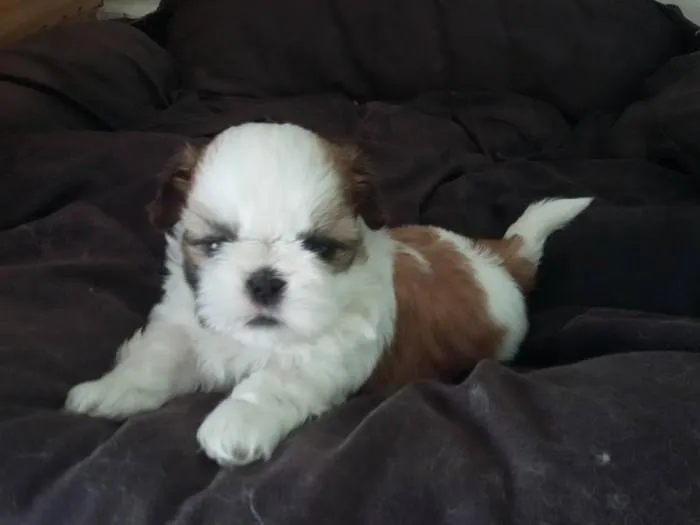 Cachorro raça Shitzu idade 2 a 6 meses nome sem nome