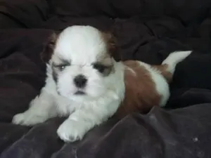 Cachorro raça Shitzu idade 2 a 6 meses nome sem nome