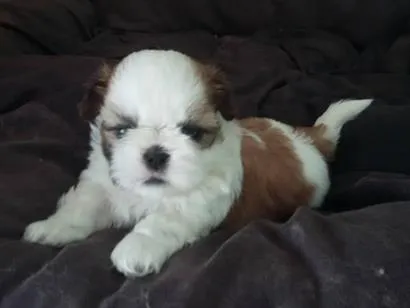 Cachorro raça Shitzu idade 2 a 6 meses nome sem nome
