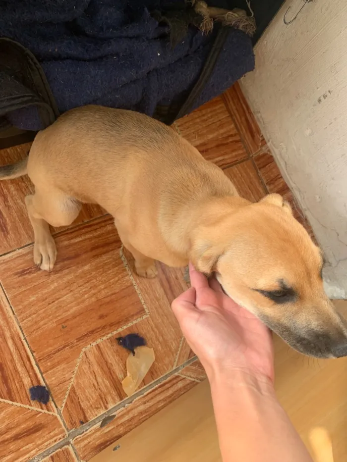 Cachorro raça SRD-ViraLata idade 2 a 6 meses nome Kiara 