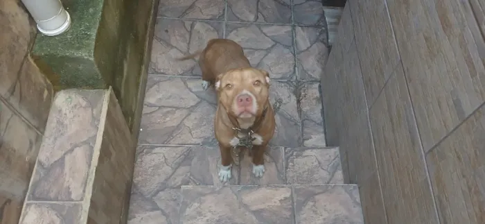 Cachorro raça Pit-Bull idade 2 anos nome Val