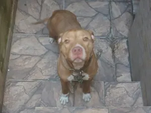 Cachorro raça Pit-Bull idade 2 anos nome Val