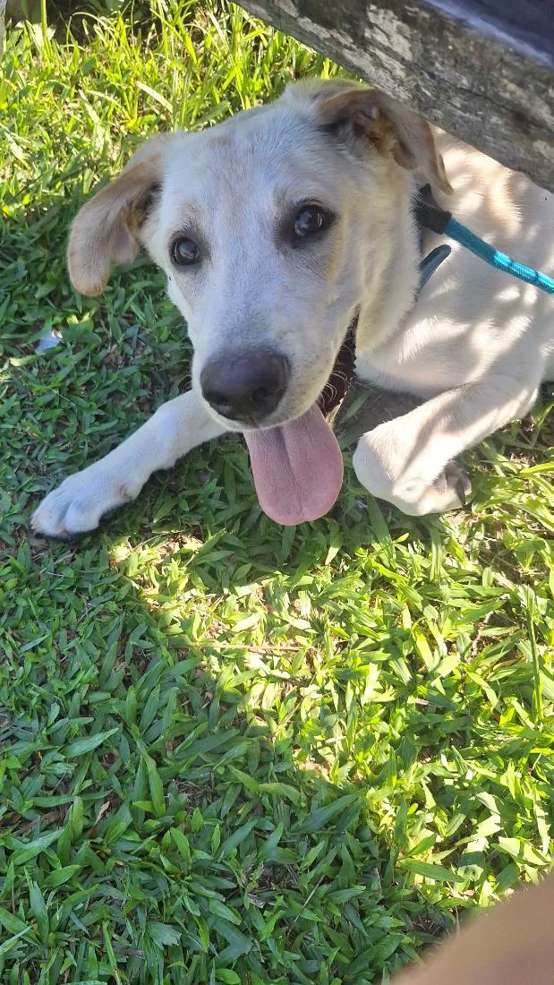 Cachorro raça Labrador puro idade 1 ano nome Malik