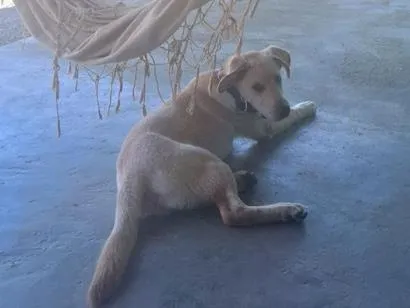 Cachorro raça Labrador puro idade 1 ano nome Malik