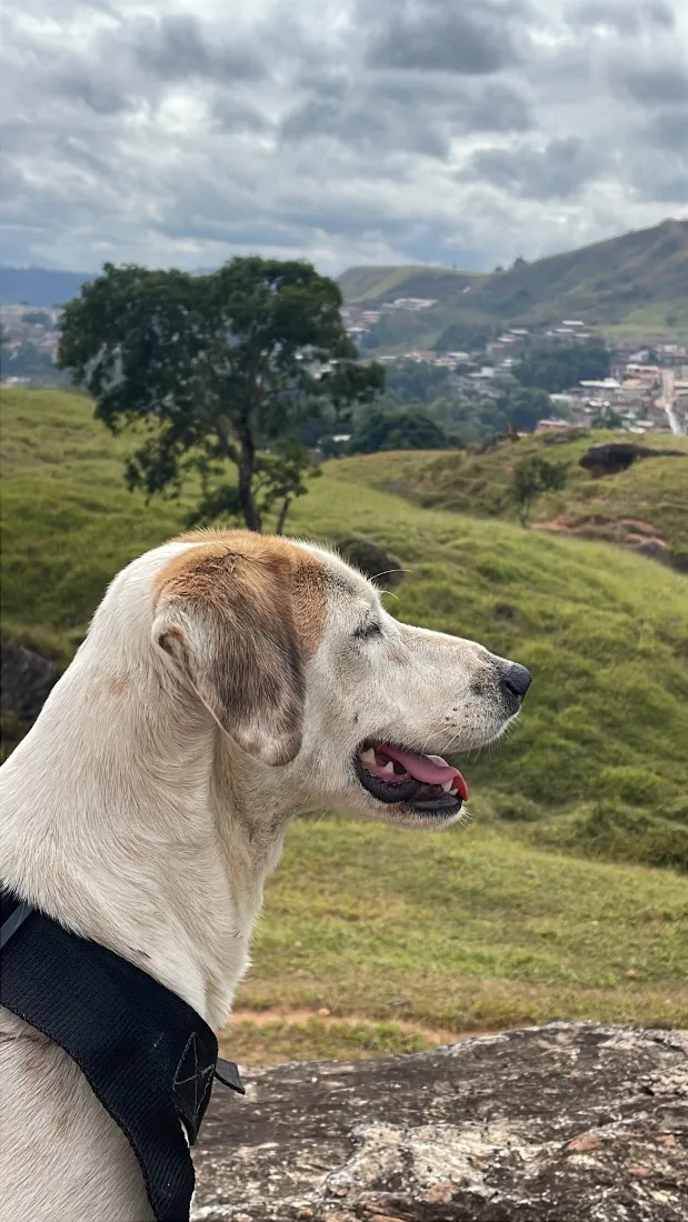 Cachorro raça SRD-ViraLata idade 2 anos nome Solange