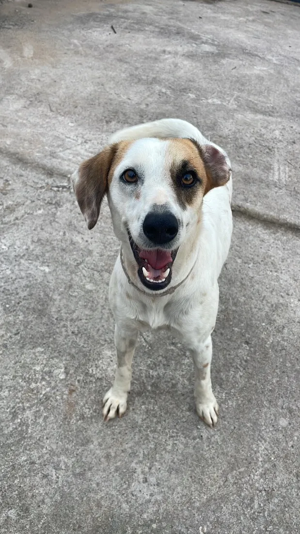 Cachorro raça SRD-ViraLata idade 2 anos nome Solange