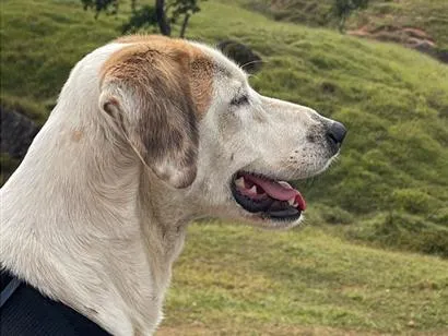 Cachorro raça SRD-ViraLata idade 2 anos nome Solange