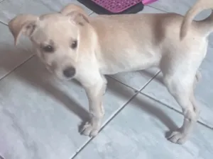 Cachorro raça SRD-ViraLata idade 2 a 6 meses nome Melia