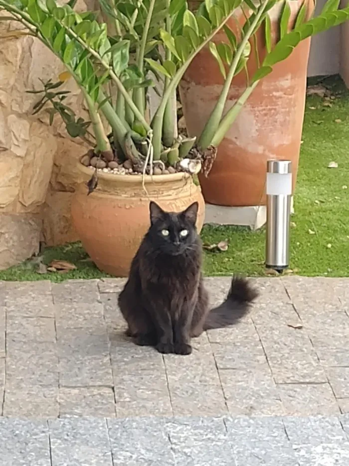 Gato raça SRD-ViraLata idade 5 anos nome Isis