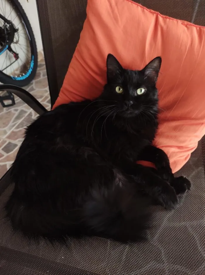 Gato raça SRD-ViraLata idade 5 anos nome Isis