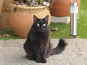 Gato raça SRD-ViraLata idade 5 anos nome Isis