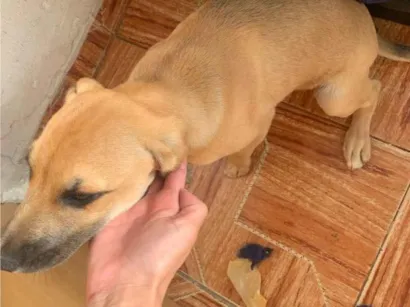Cachorro raça SRD-ViraLata idade 2 a 6 meses nome Kiara 