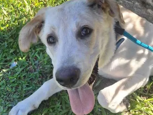Cachorro raça Labrador puro idade 1 ano nome Malik