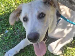 Cachorro raça Labrador puro idade 1 ano nome Malik