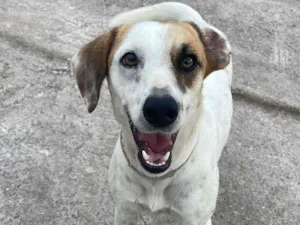 Cachorro raça SRD-ViraLata idade 2 anos nome Solange