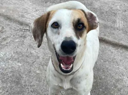 Cachorro raça SRD-ViraLata idade 2 anos nome Solange