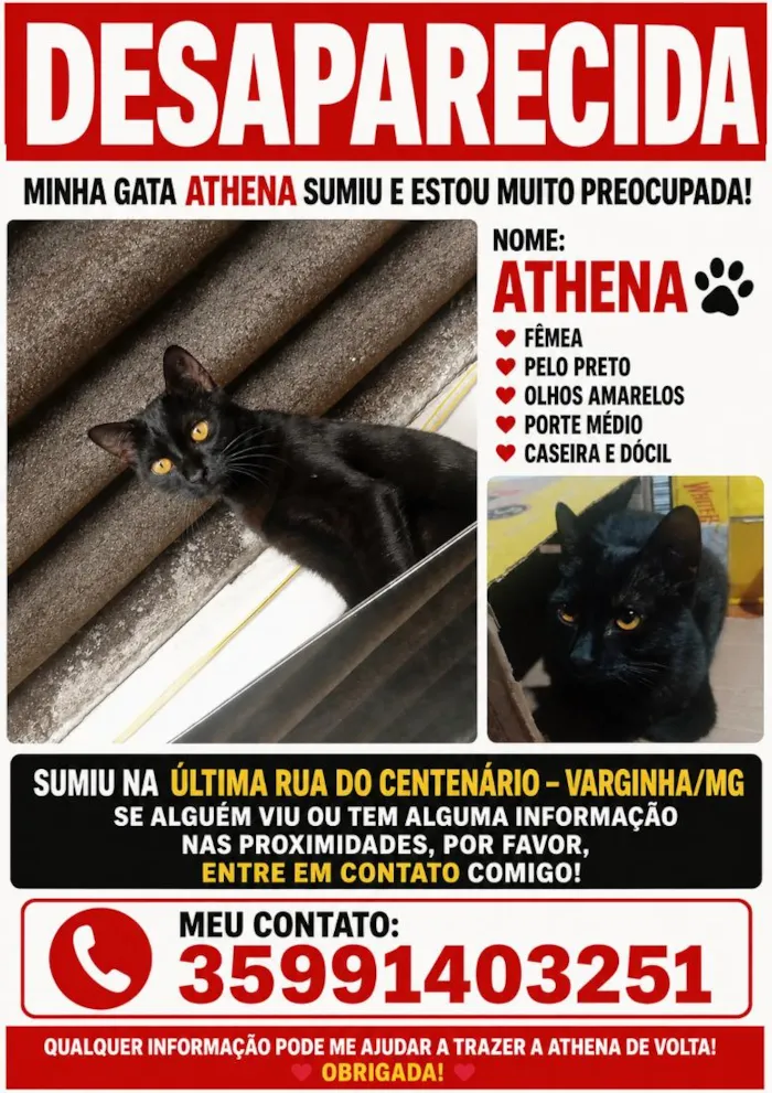 Gato raça SRD-ViraLata idade 7 a 11 meses nome Athena