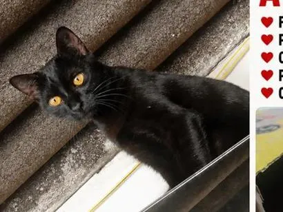 Gato raça SRD-ViraLata idade 7 a 11 meses nome Athena