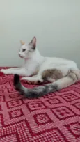 lua é sol