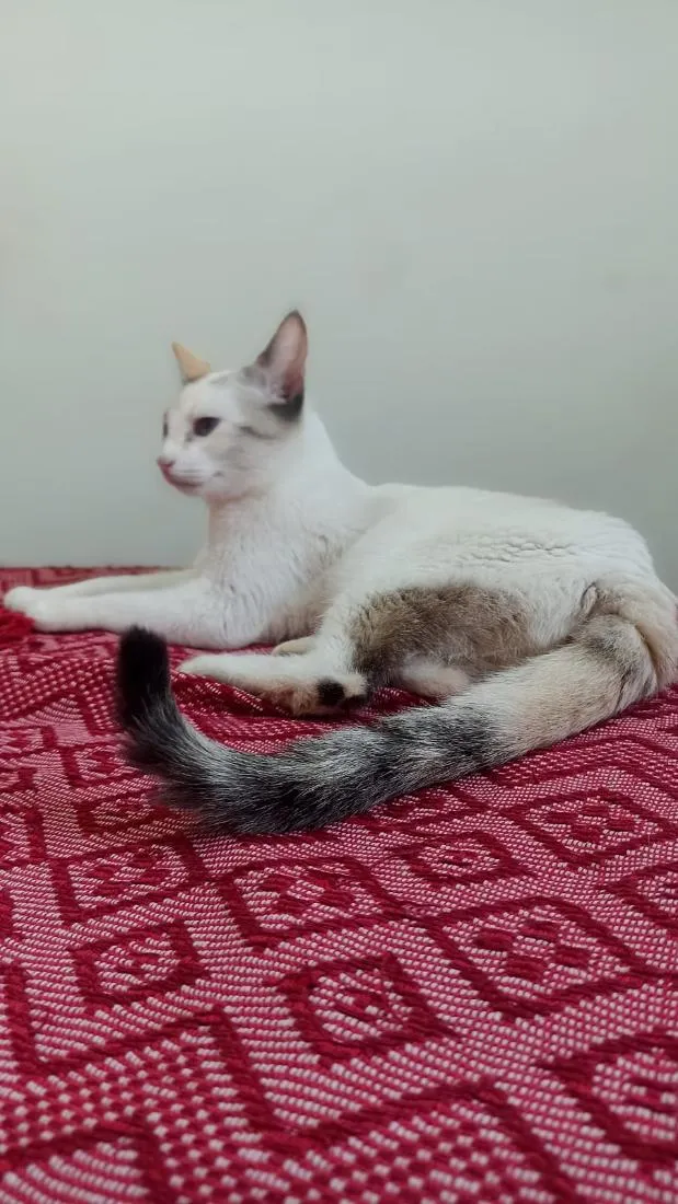 Gato raça SRD-ViraLata idade 7 a 11 meses nome lua é sol
