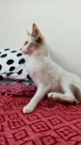 lua é sol